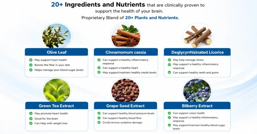 Neuro Serge ingredients infographic showing Olive Leaf, Green Tea Extract, Grape Seed Extract, Bilberry Extract, Cinnamomum cassia, and Deglycyrrhizinated Licorice used in the brain support formula.